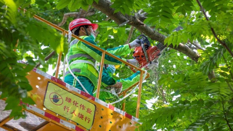 偃师首阳山鹿峰村绿化工程