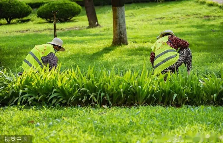 吉首城市绿化带种植什么植物比较好