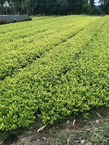 鄂州绿化亮化工程企业名录
