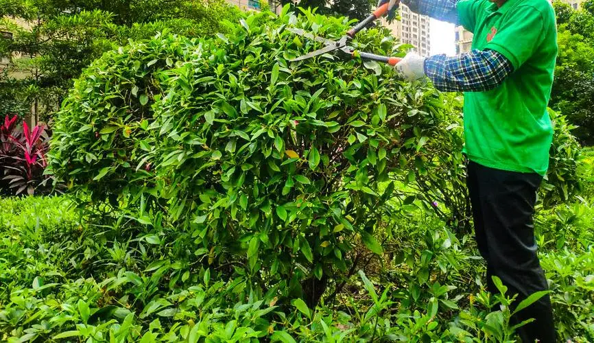 绿化工程建设内容及规模